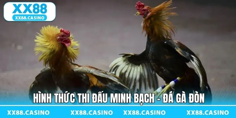 Đá gà đòn tại XX88 cam kết tổ chức minh bạch Đá gà đòn tại XX88 cam kết tổ chức minh bạch